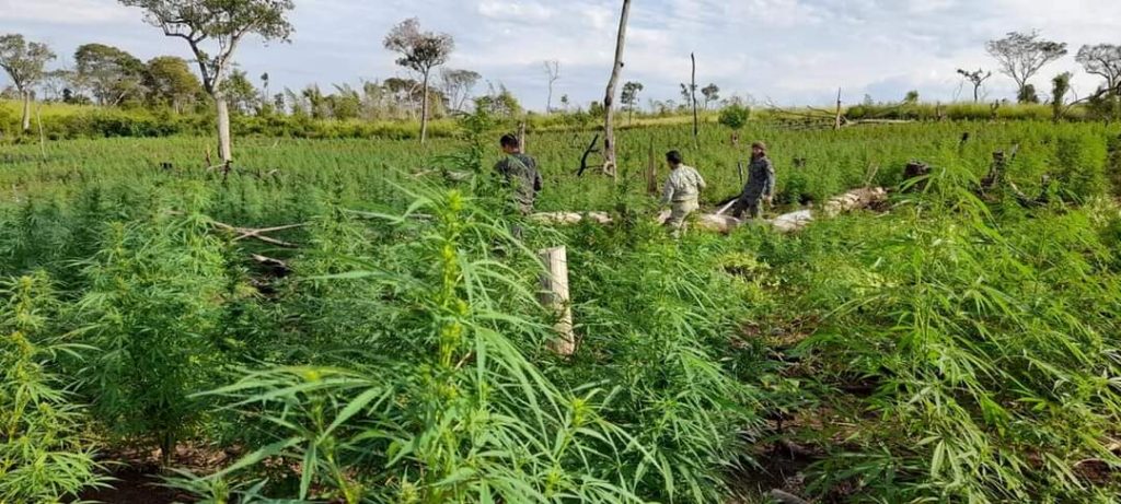 Olhar 67 - Operação na fronteira com o Paraguai destrói mais de 600 toneladas de Maconha