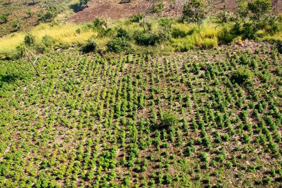 Olhar 67 - Operação na fronteira com o Paraguai destrói mais de 600 toneladas de Maconha