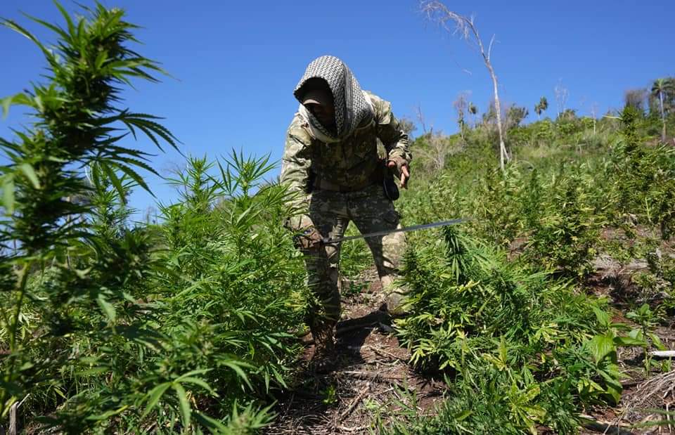 Olhar 67 - Operação na fronteira com o Paraguai destrói mais de 600 toneladas de Maconha