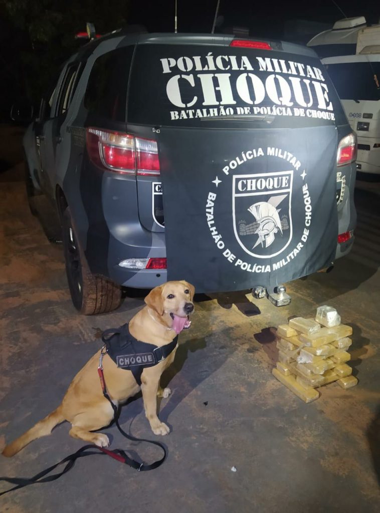 Olhar 67 - Cão de faro do BPChoque encontra maconha em dois ônibus interestaduais na mesma madrugada