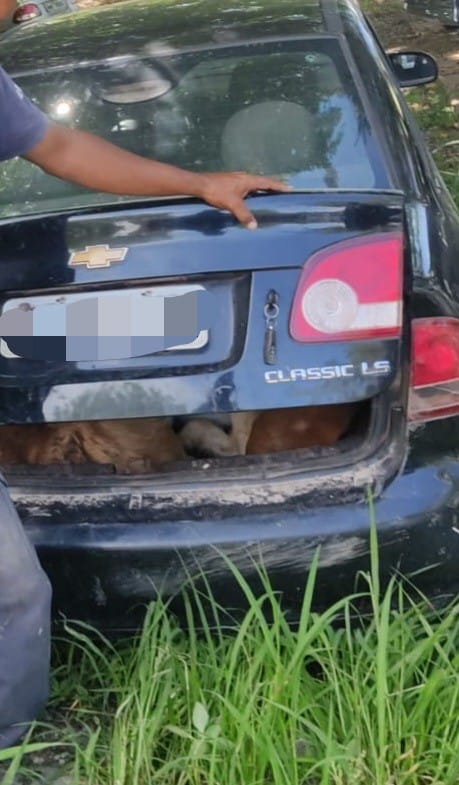 Olhar 67 - Indivíduos são presos por furto, transporte irregular de animais e corrupção ativa em Corumbá