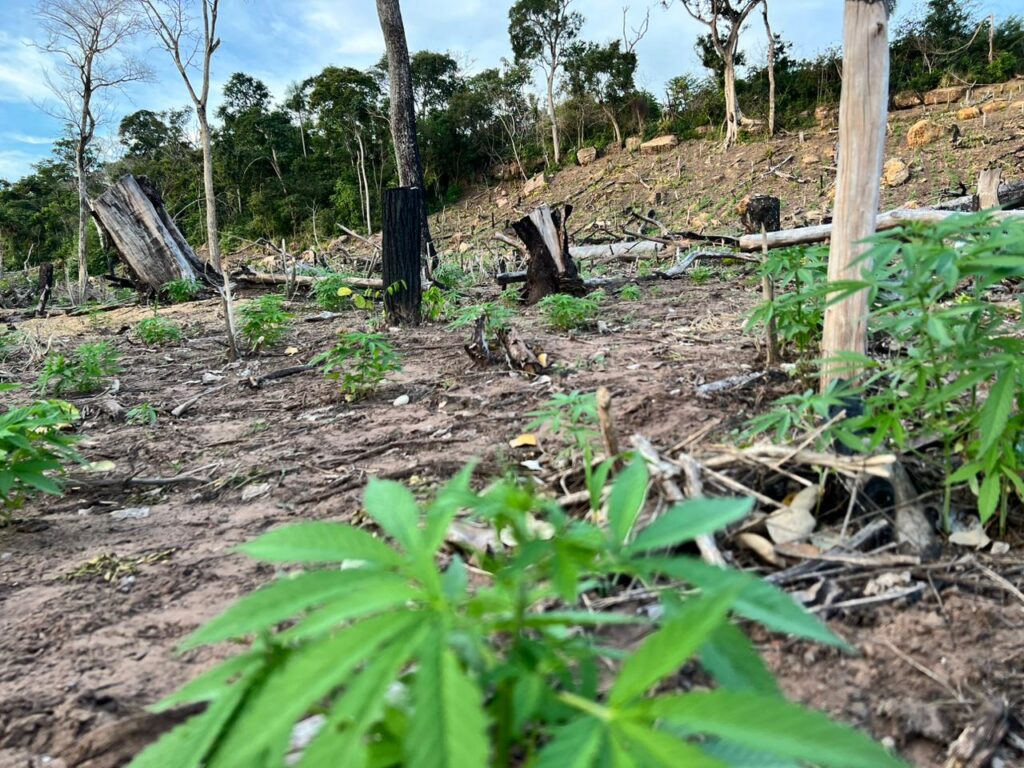 Olhar 67 - Operação policial destrói plantações de maconha e apreende arma em fazenda no Paraguai