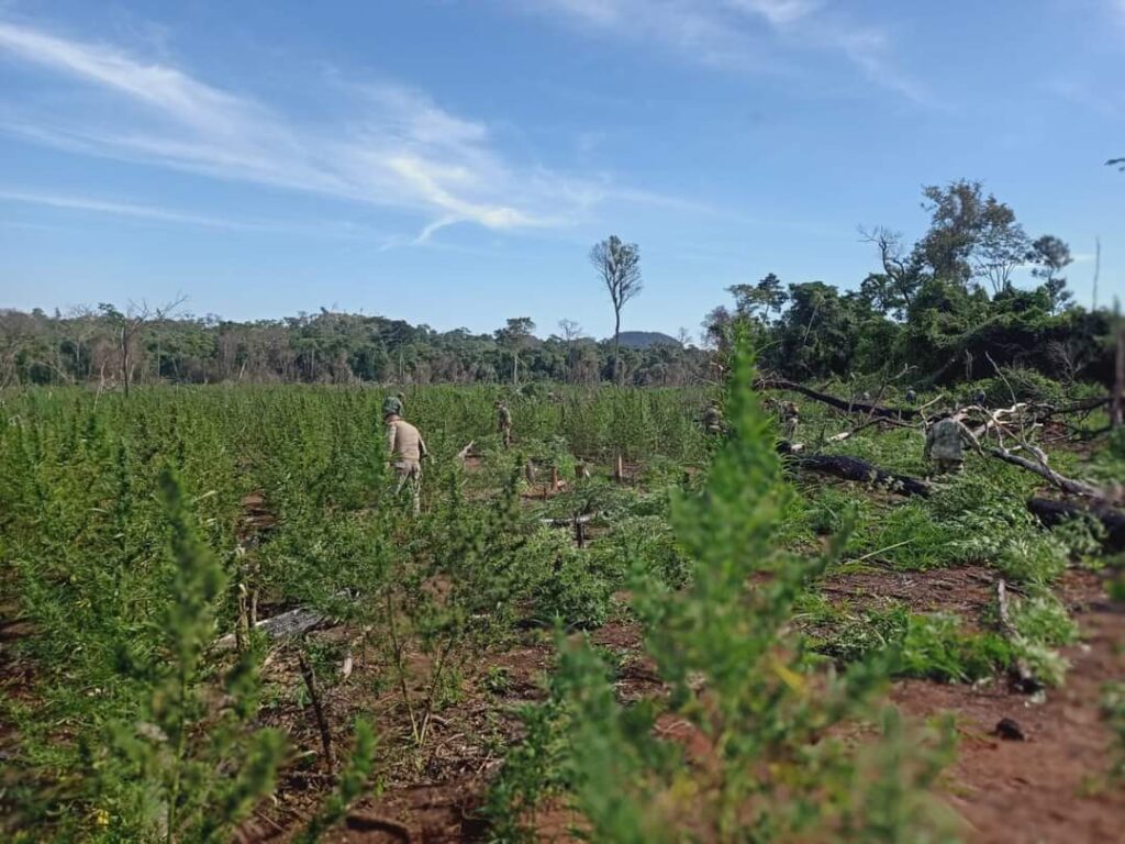 Olhar 67 - Senad Paraguai desmantela 13 acampamentos de narcotráfico e apreende 28 toneladas de maconha