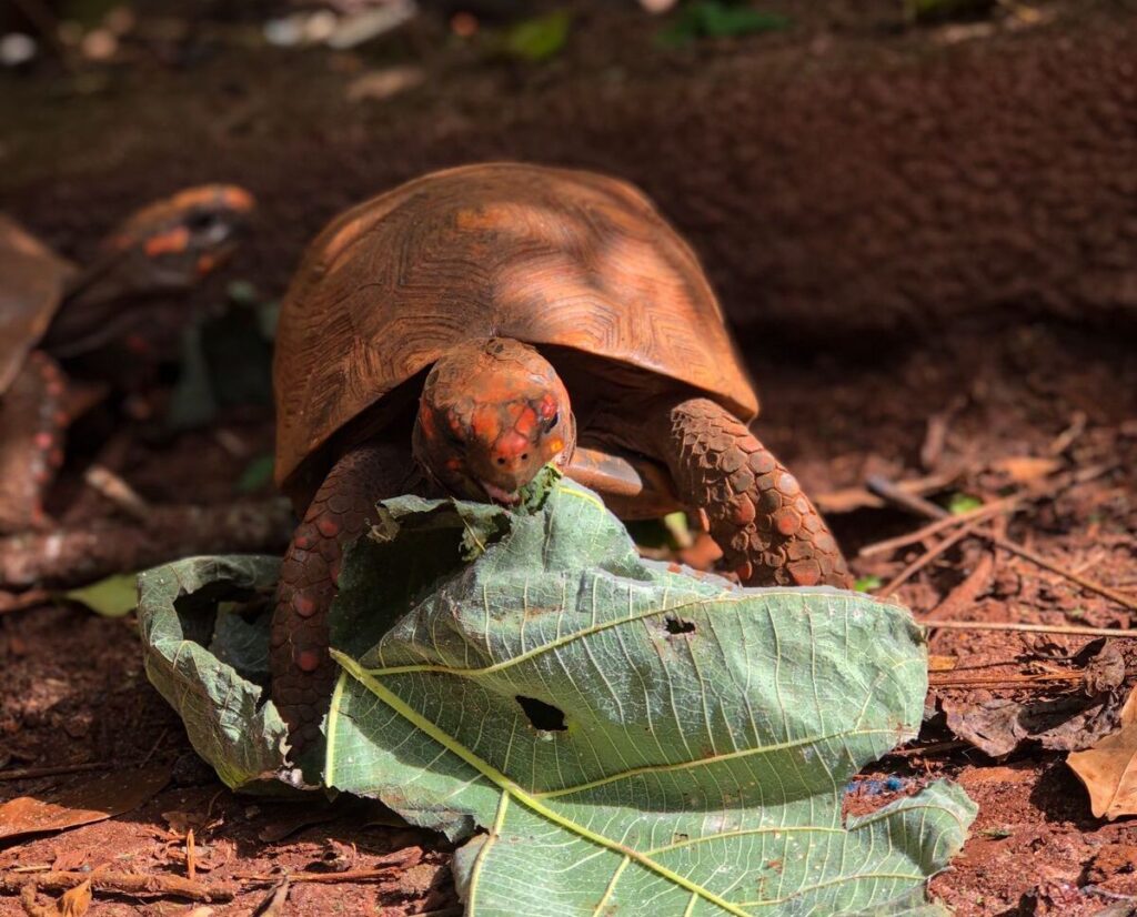 Olhar 67 - Polícia Ambiental apreende 108 jabutis de cativeiro em Cassilândia