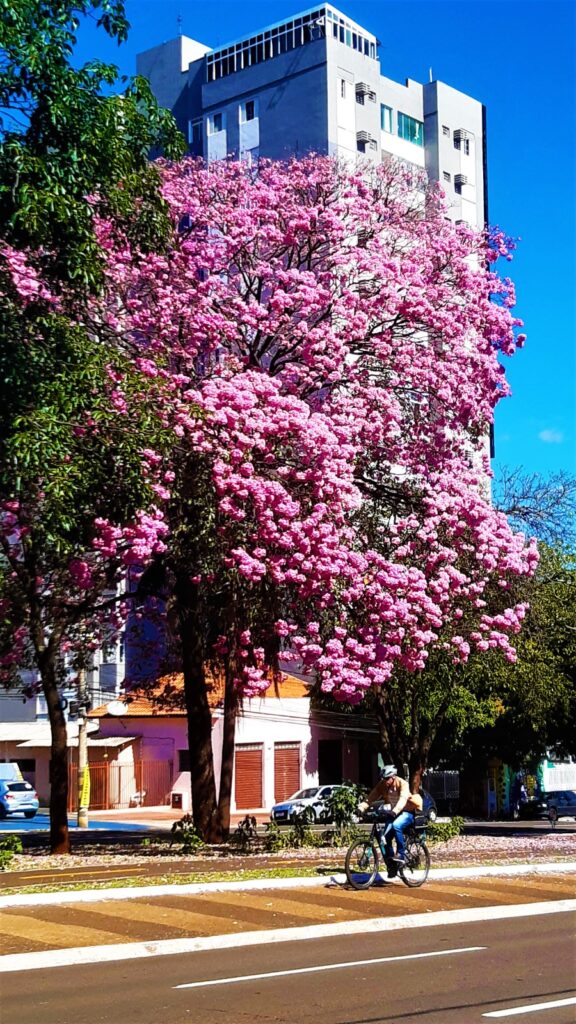 Olhar 67 - Ipês Cor-de-Rosa Iluminam o centro de Campo Grande