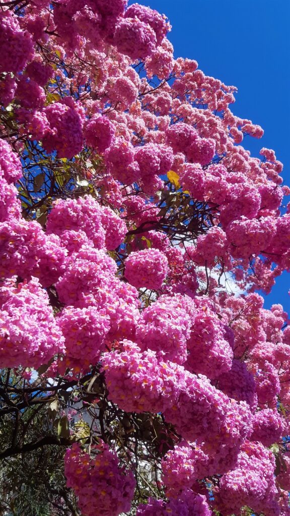 Olhar 67 - Ipês Cor-de-Rosa Iluminam o centro de Campo Grande