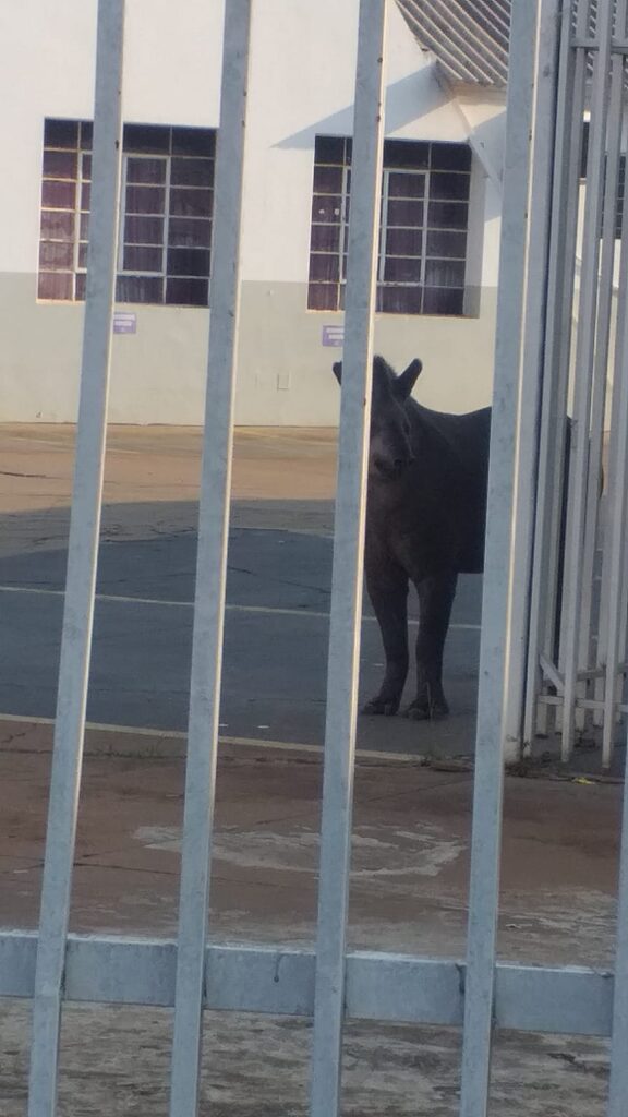 Olhar 67 - Anta invade escola em Campo Grande