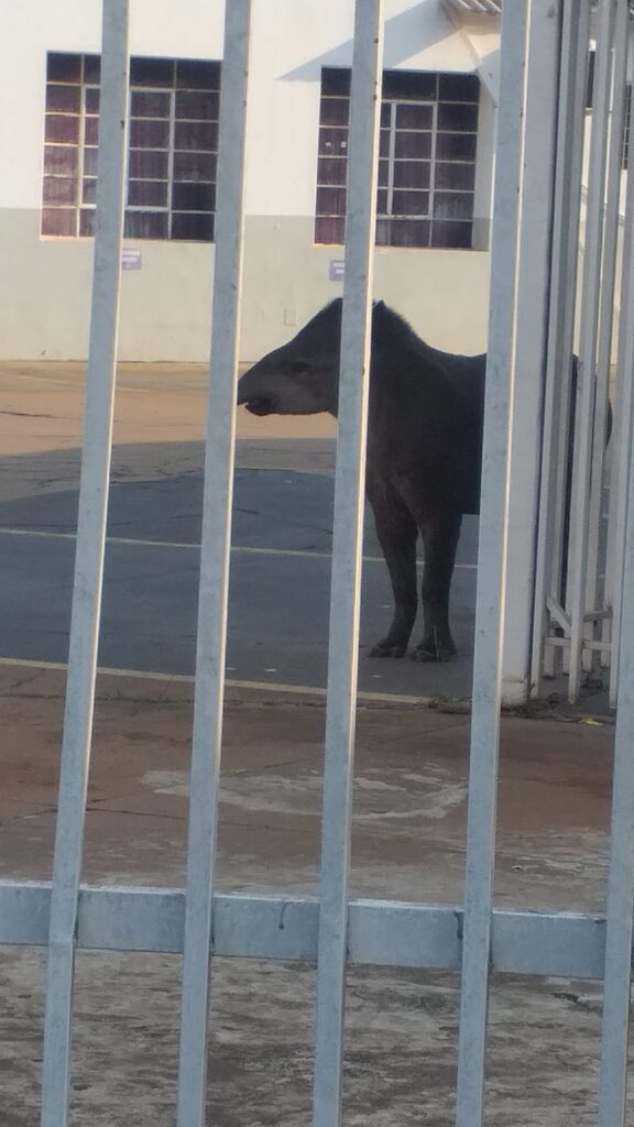 Olhar 67 - Anta invade escola em Campo Grande