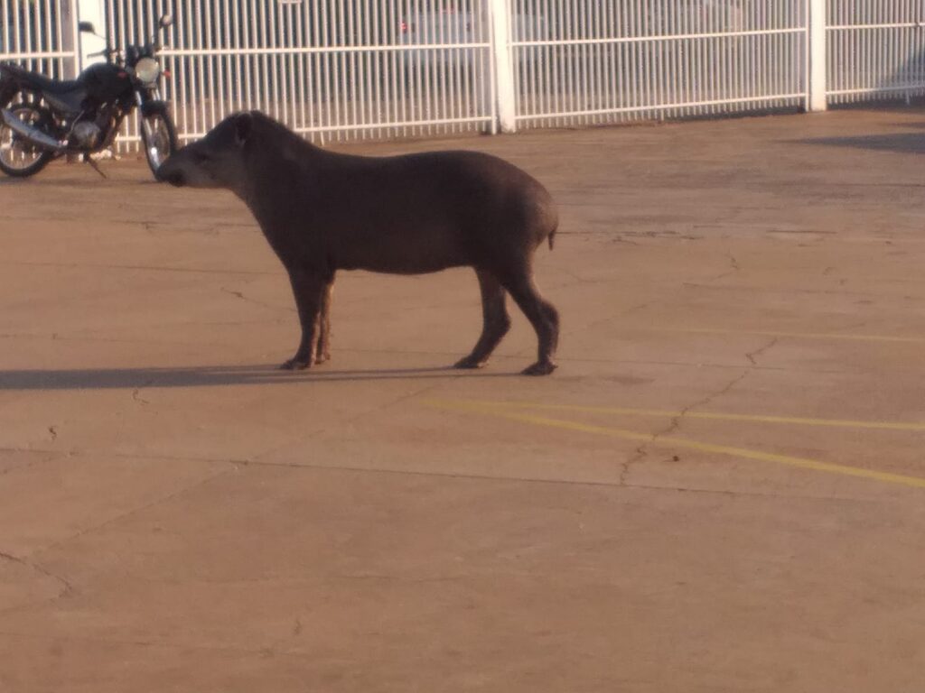 Olhar 67 - Anta invade escola em Campo Grande